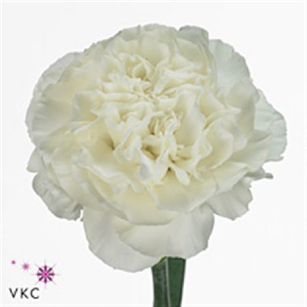 Dianthus St Everest 65 A1White