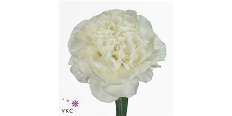 Dianthus St Everest 65 A1White