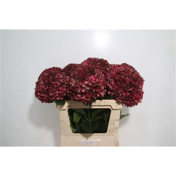 Hydrangea M Mag Rubyre Cl 50cm A1 Col-Wine Red