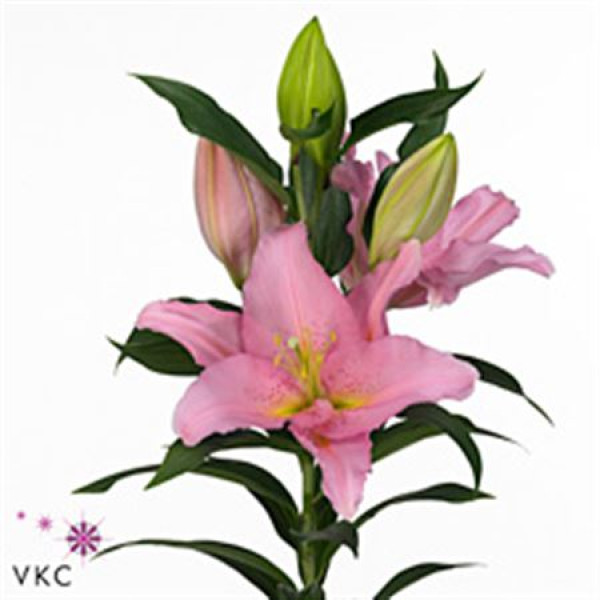 Lillys Or Vendome 100 cm A1