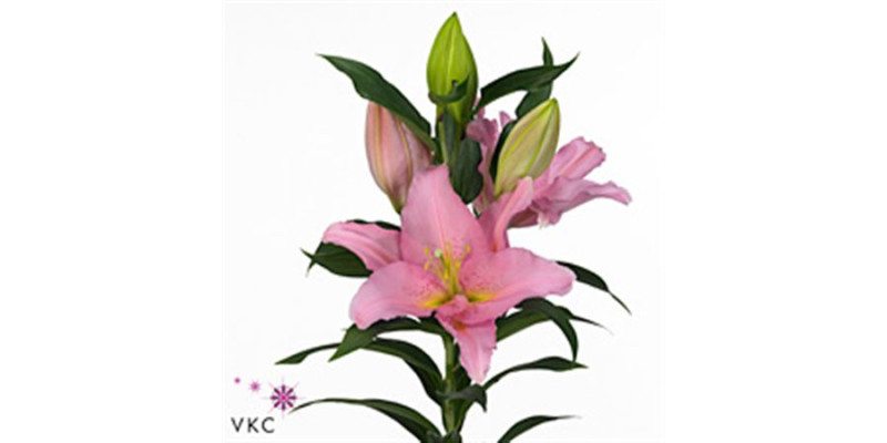 Lillys Or Vendome 100 cm A1