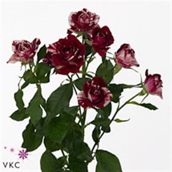 Rose Tr Radish Wild 50cm A1