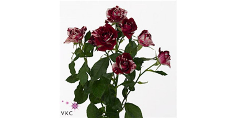 Rose Tr Radish Wild 50cm A1