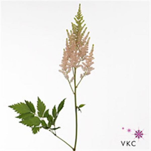 Astilbe Ar Inferno 50cm  Col-White Pink