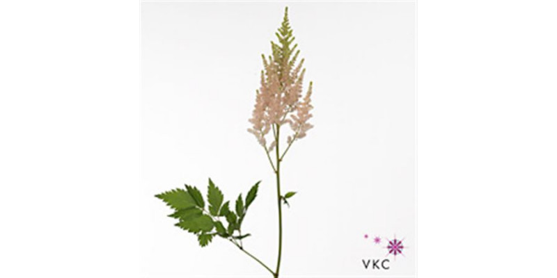 Astilbe Ar Inferno 50cm  Col-White Pink