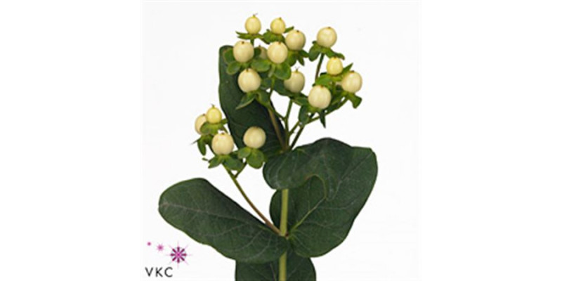 Hypericum Cool Romance 50cm  Col-Cream