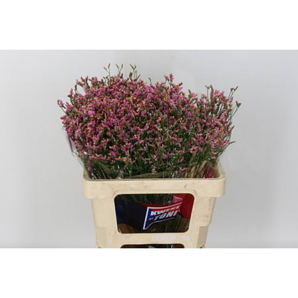 Limonium Sin Prin Diamond A1 Col-Pink Purple