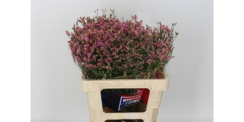 Limonium Sin Prin Diamond A1 Col-Pink Purple