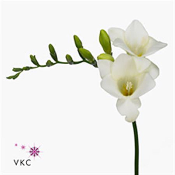 Freesias En Diamond River 5 A1