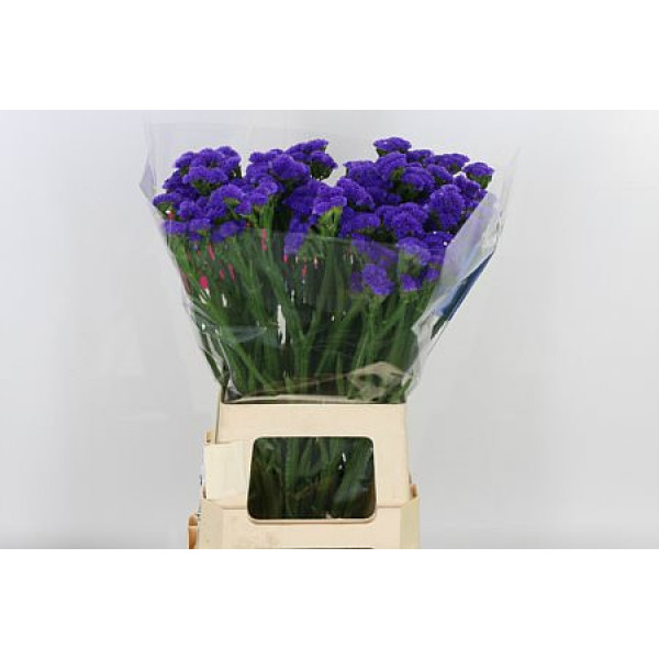 Statice Blue Holland 80cm A1 Col-Dark Blue