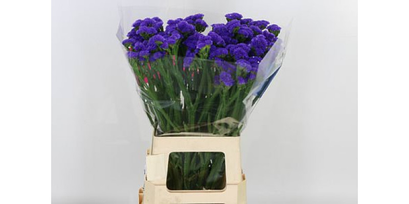 Limonium S Crystal Dark Blue 75cm  Col-Dark Blue