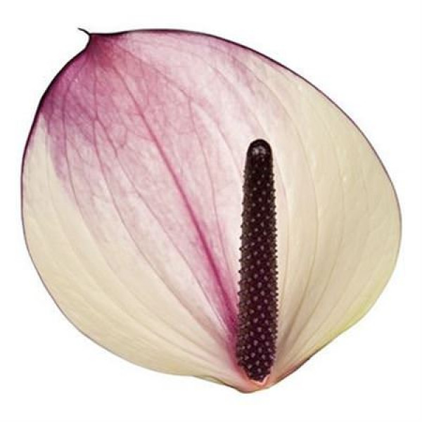 Anthurium Max Violeta X12 12cm 12