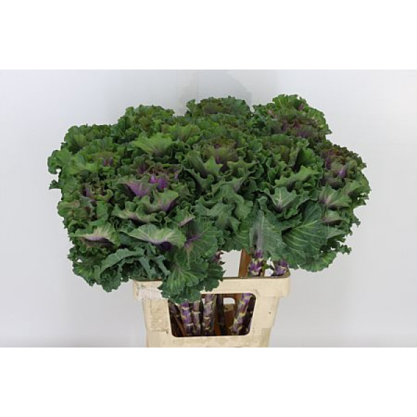 Brassica Bogdana 60cm A1