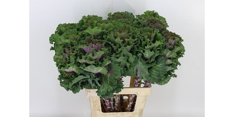 Brassica Bogdana 60cm A1