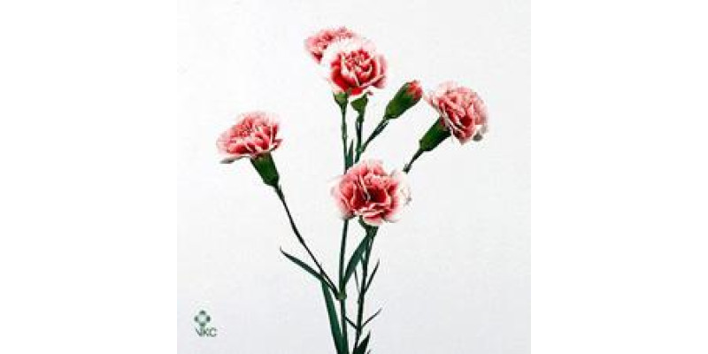 Dianthus Tr (box) Scarlette Plus 55 cm 