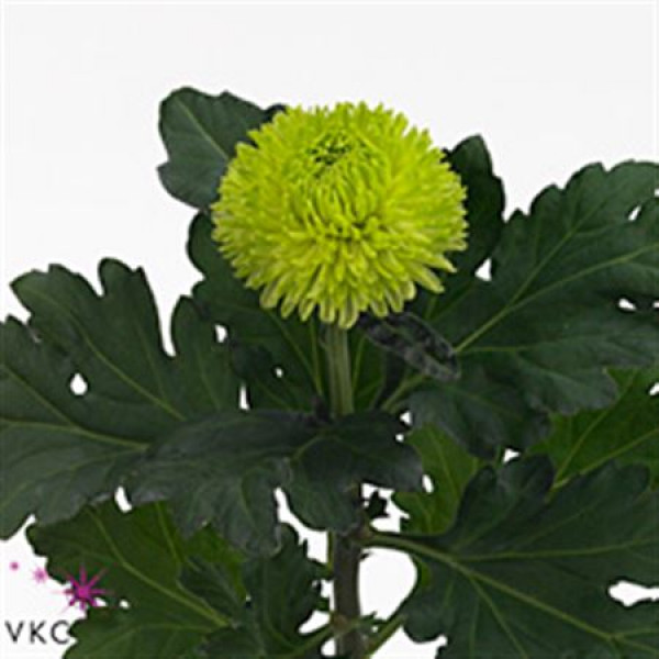 Chrysanthemums G Coco Green 80cm A1