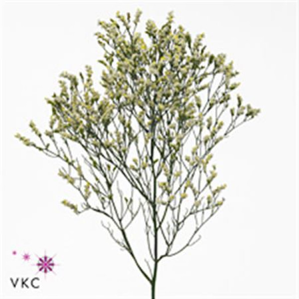 Limonium Sin Sen P Colada 70cm A1 Col-White