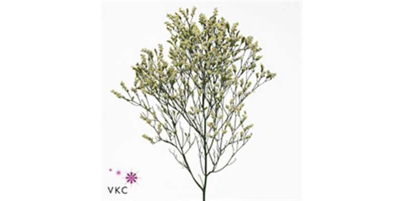 Limonium Sin Sen P Colada 70cm A1 Col-White