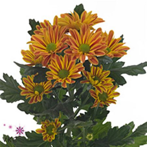 Chrysanthemums T Jordi 60cm A1