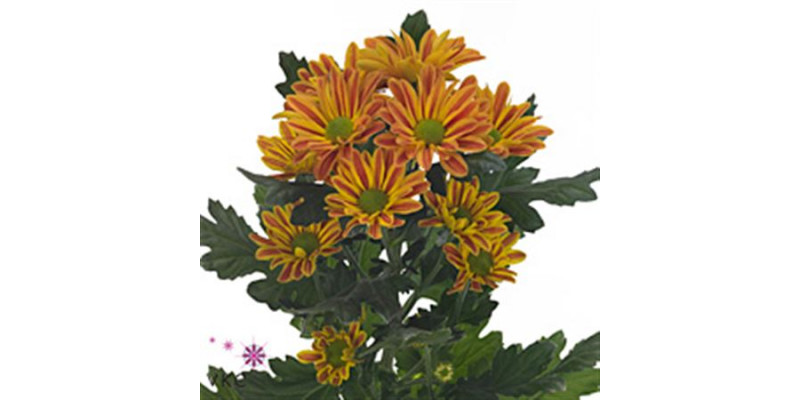 Chrysanthemums T Jordi 60cm A1