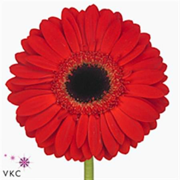 Gerbera Blinddate Diamond 45cm A1 (Valentine Pre Order)