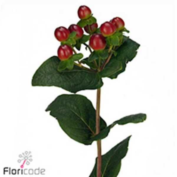 Hypericum I Mag Seasons 70cm  Col-Red