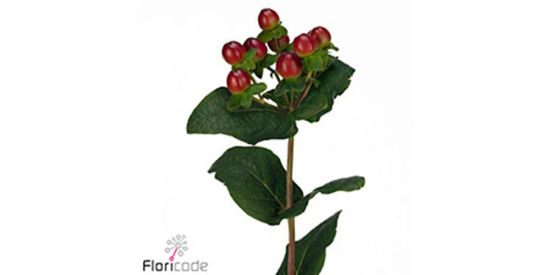 Hypericum I Mag Seasons 70cm  Col-Red