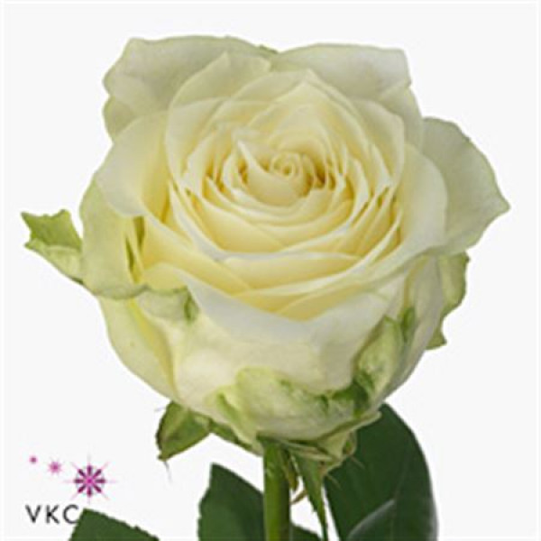 Rose Gr Queen Of Africa 60cm A1