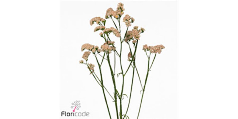 Limonium S Sin Hon Aprico 70cm A1 Col-Peach