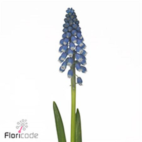 Muscari Marieke 30cm A1