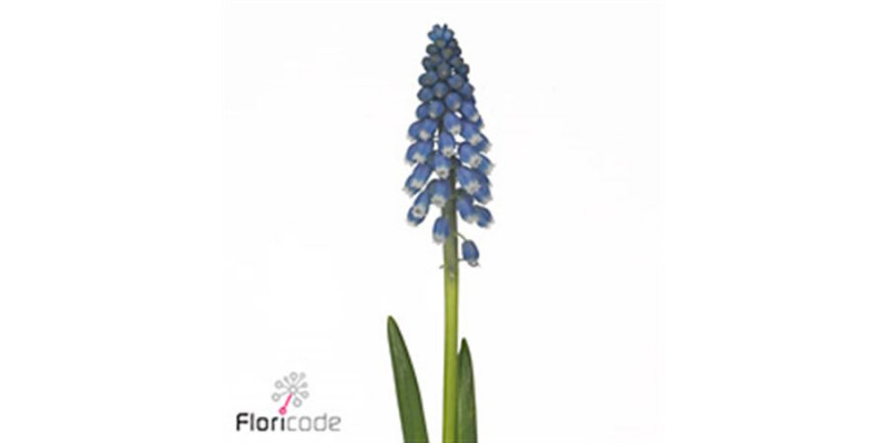 Muscari Marieke 30cm A1