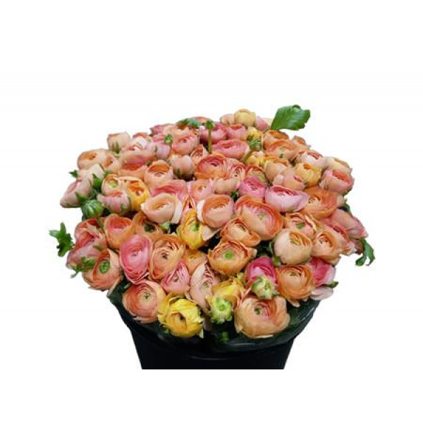 Ranunculus El Salmon 40cm A1 Col-Peach