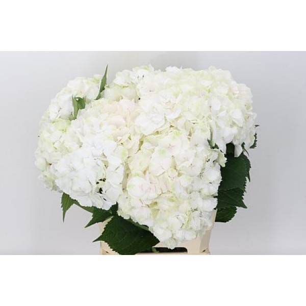 Hydrangea M Sweet Verena 80cm  Col-Pink