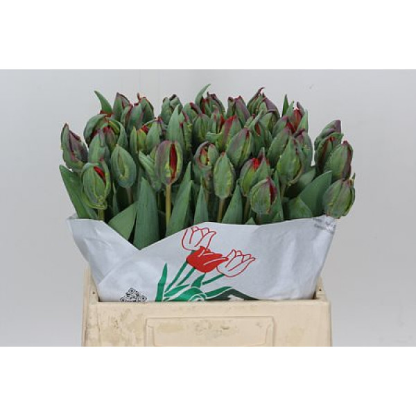 Tulips Du Rococo Double 32cm A1 Col-Red