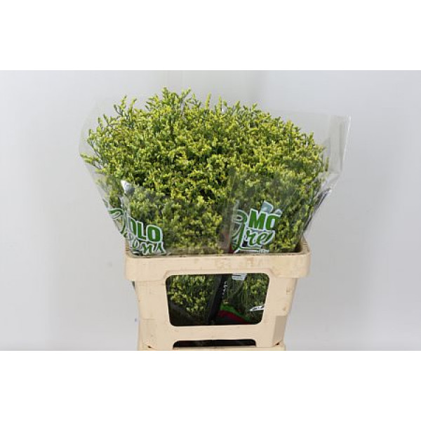 Limonium Sin China Summer 70cm A1 Col-Yellow