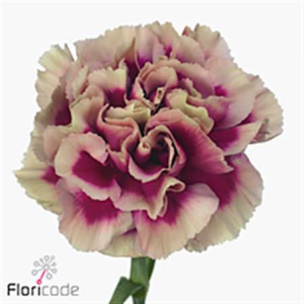 Dianthus St Hurricane 60cm A1 Col-Bicolor