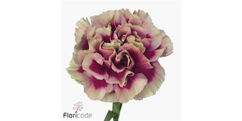 Dianthus St Hurricane 60cm A1 Col-Bicolor