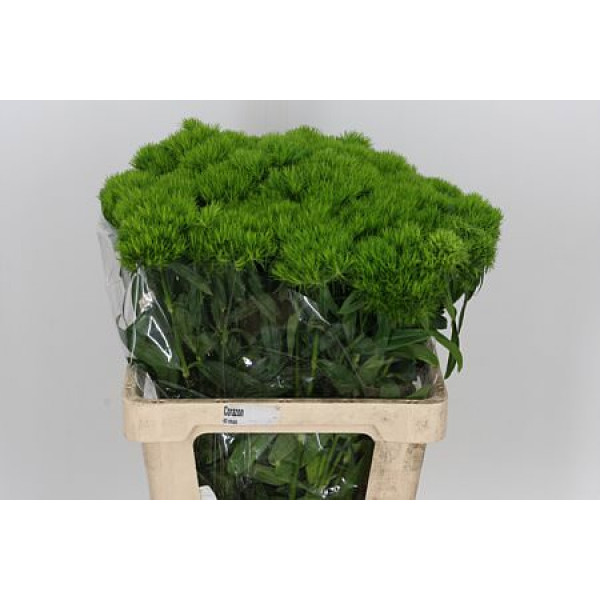 Dianthus Bar Green Wicky 60cm A1 Col-Green