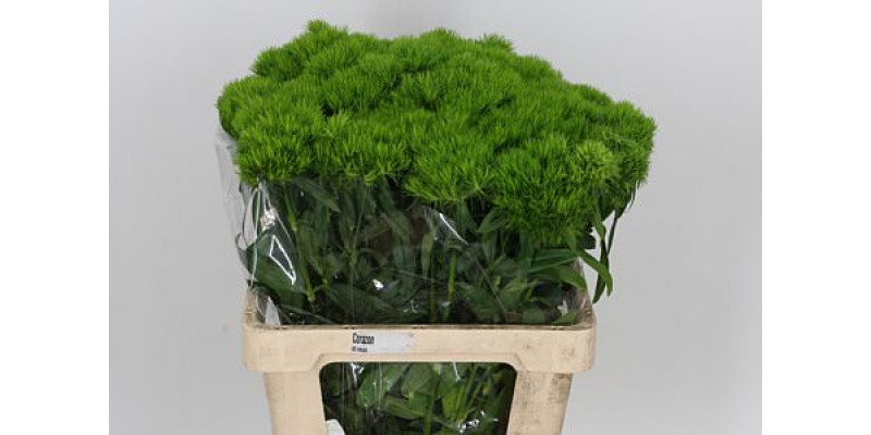 Dianthus Bar Green Wicky 60cm A1 Col-Green