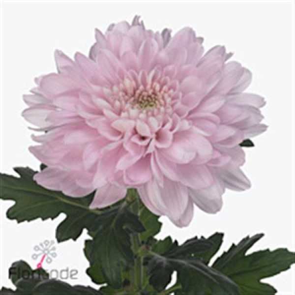 Chrysanthemums G Petrushka 70cm A1