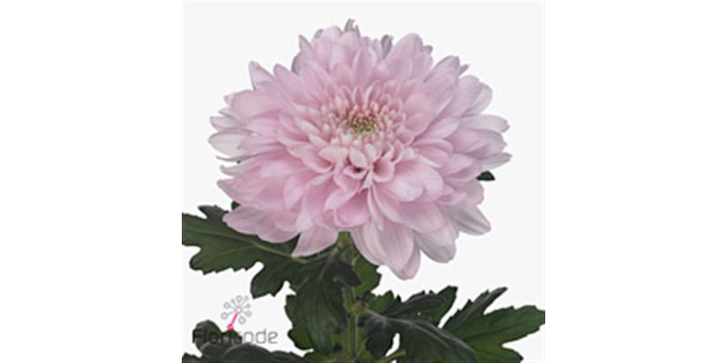 Chrysanthemums G Petrushka 70cm A1