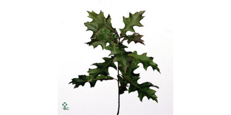 Quercus Palustris 60cm  Col-Green