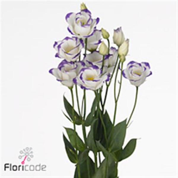 Lisianthus G Rosi Blue Pic 72cm A1