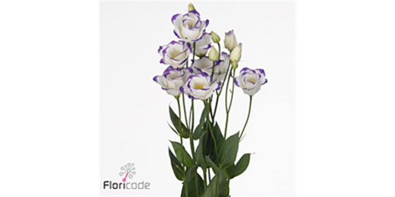 Lisianthus G Rosi Blue Pic 72cm A1