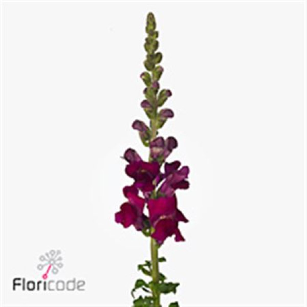 Antir Overt Avignon Magent 100cm A1