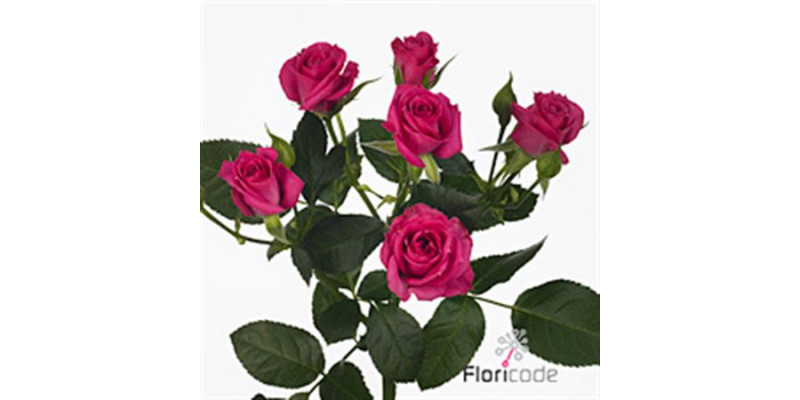 Rose Tr Purple Irischka 60cm A1