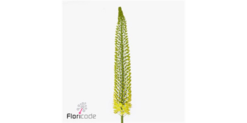 Eremurus Bolero 120cm A1