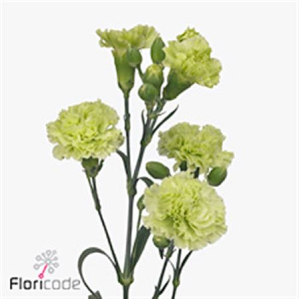 Dianthus Tr Skadi 55 A1Light Green