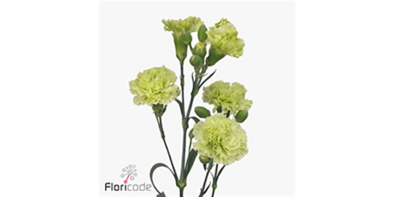 Dianthus Tr Skadi 55 A1Light Green