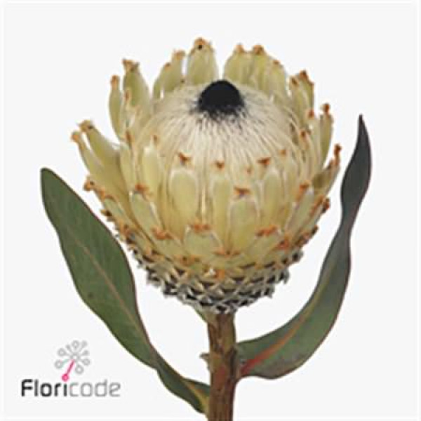 Protea Barbigera Ice Queen 40cm A1